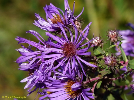 {Symphyotrichum novae-angliae}